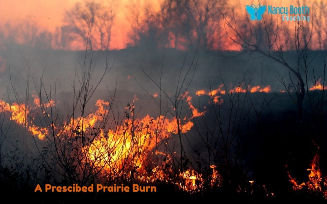 Can A “Prescribed Burn” Bring Growth to Your Life?